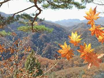 奧門(mén)木子輝歌一肖一碼,奧門(mén)木子輝歌與一肖一碼，揭示背后的違法犯罪問(wèn)題