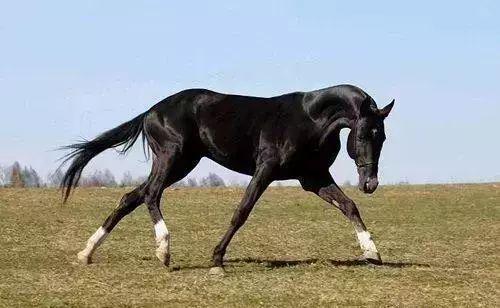 澳門今晚開特馬四不像圖,澳門今晚開特馬四不像圖——警惕背后的犯罪風險