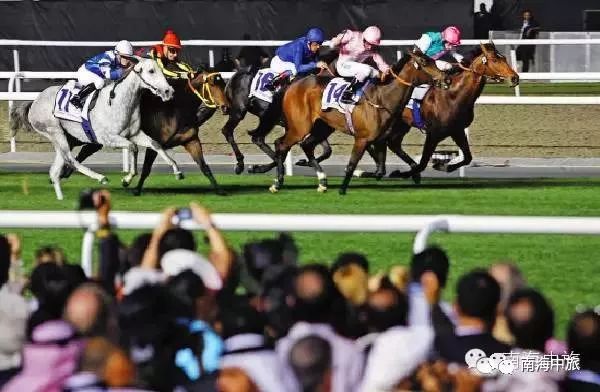 2024今晚香港開特馬開什么,探索香港賽馬文化，2024今晚特馬賽事展望