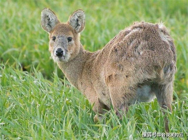 2024最新奧馬免費資料四不像,探索最新奧馬免費資料四不像的獨特魅力