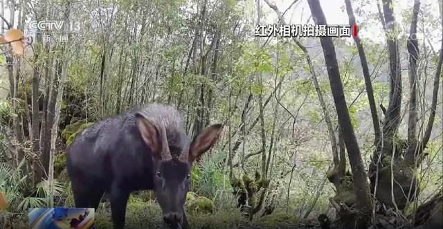 澳門精準(zhǔn)正版四不像,澳門精準(zhǔn)正版四不像，揭示一個(gè)違法犯罪問(wèn)題的重要性與復(fù)雜性