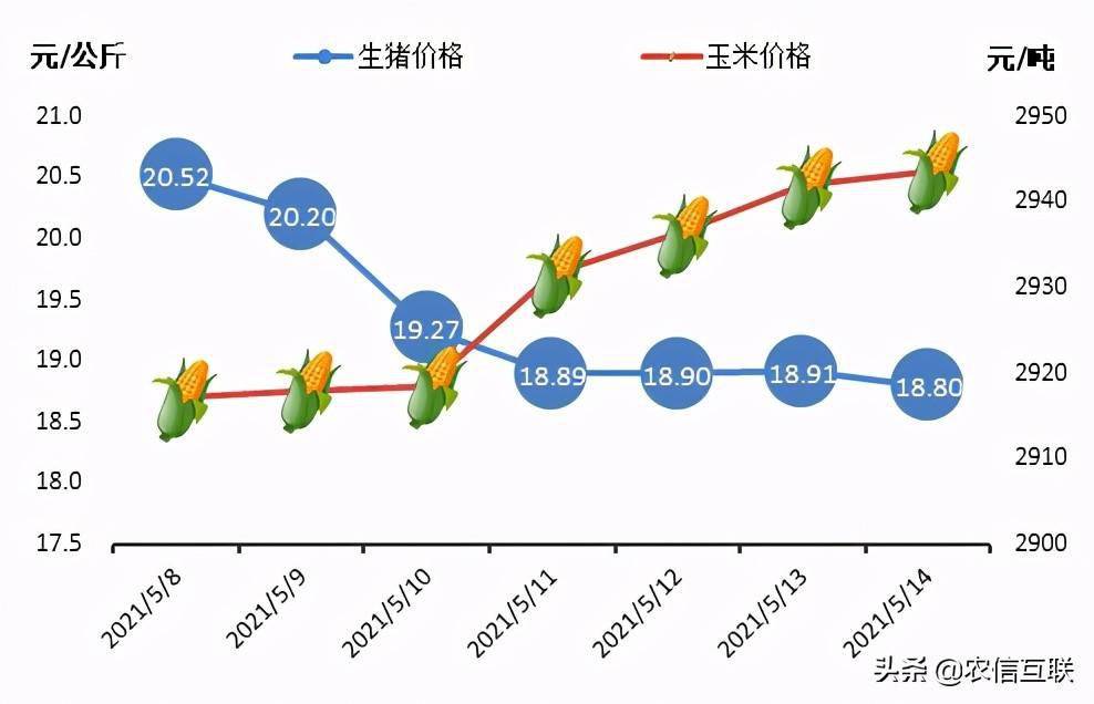 今日最新豬價(jià),今日最新豬價(jià)分析與展望