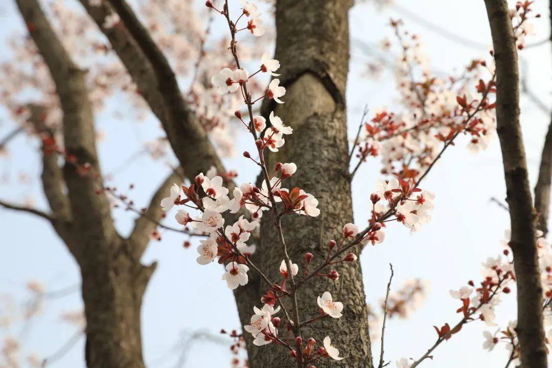 春分圖片大全最新圖,春分圖片大全，最新美圖欣賞