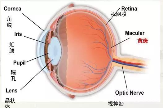 眼底黃斑病變治療最有效最新方法,眼底黃斑病變治療的最有效最新方法