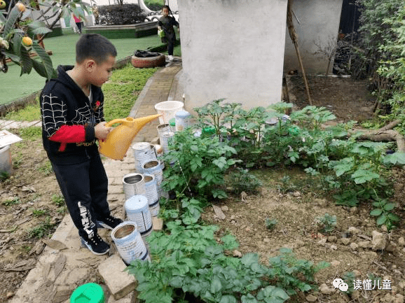 土豆最新價格,土豆最新價格動態(tài)分析