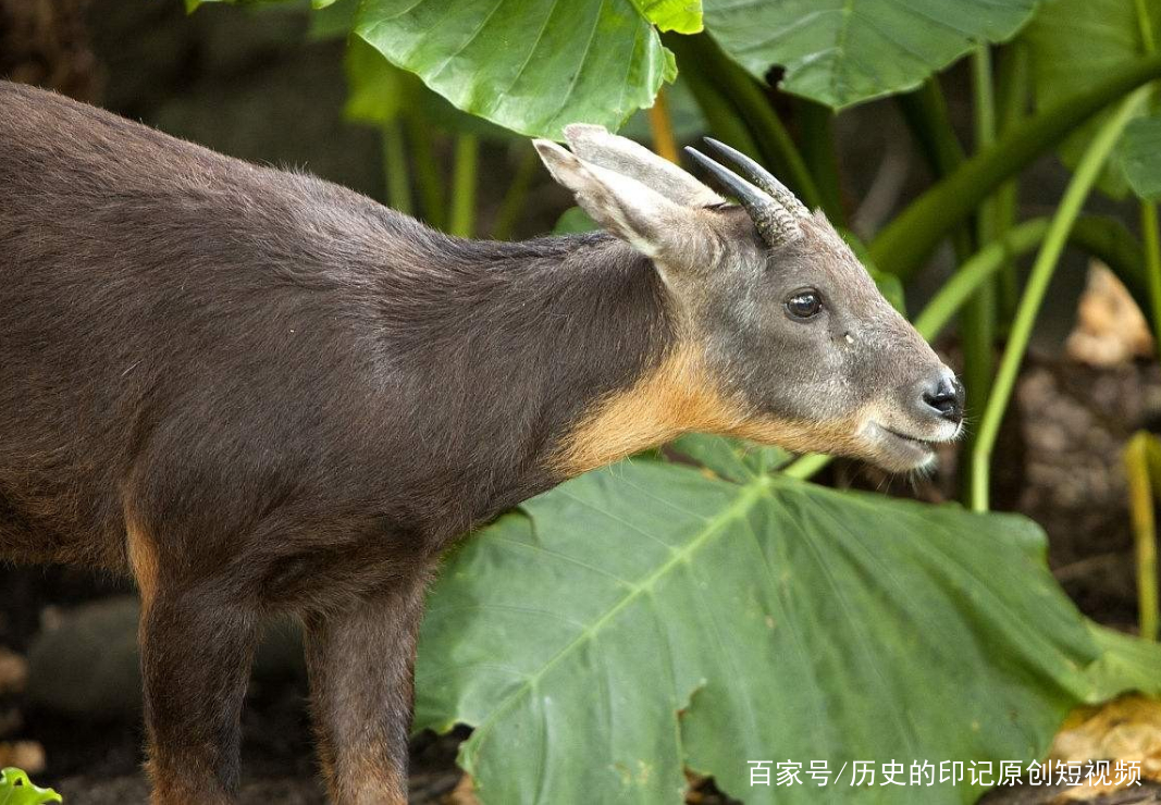 白小姐正版四不像最新版本|識破釋義解釋落實,白小姐正版四不像最新版本，識破釋義解釋落實的重要性